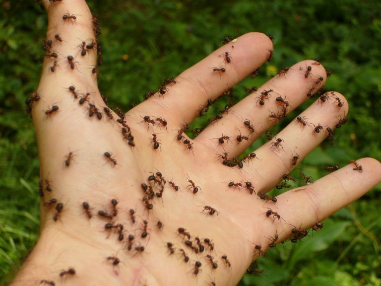 ants-4239_1280